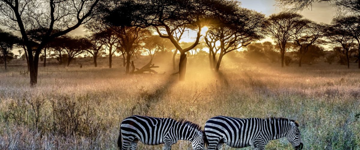 Comment planifier un circuit inoubliable en Afrique du Sud ?
