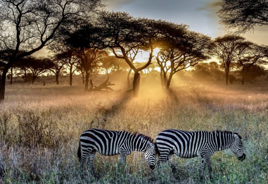 Comment planifier un circuit inoubliable en Afrique du Sud ?
